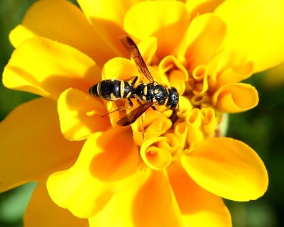 Yellow Jacket Bee